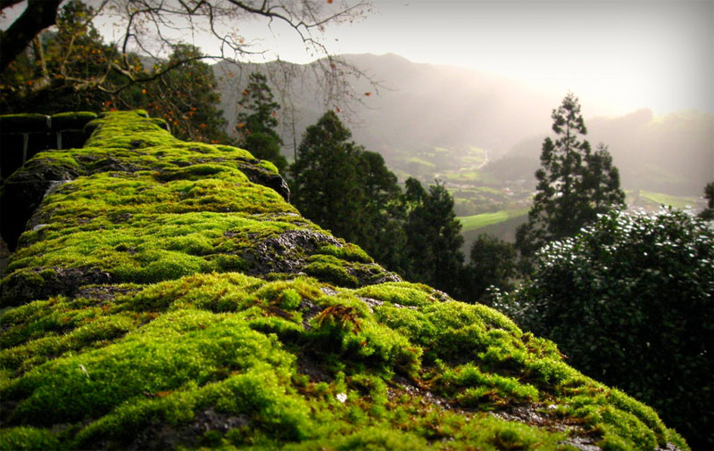 Pedras Galego Sao Miguel Azores