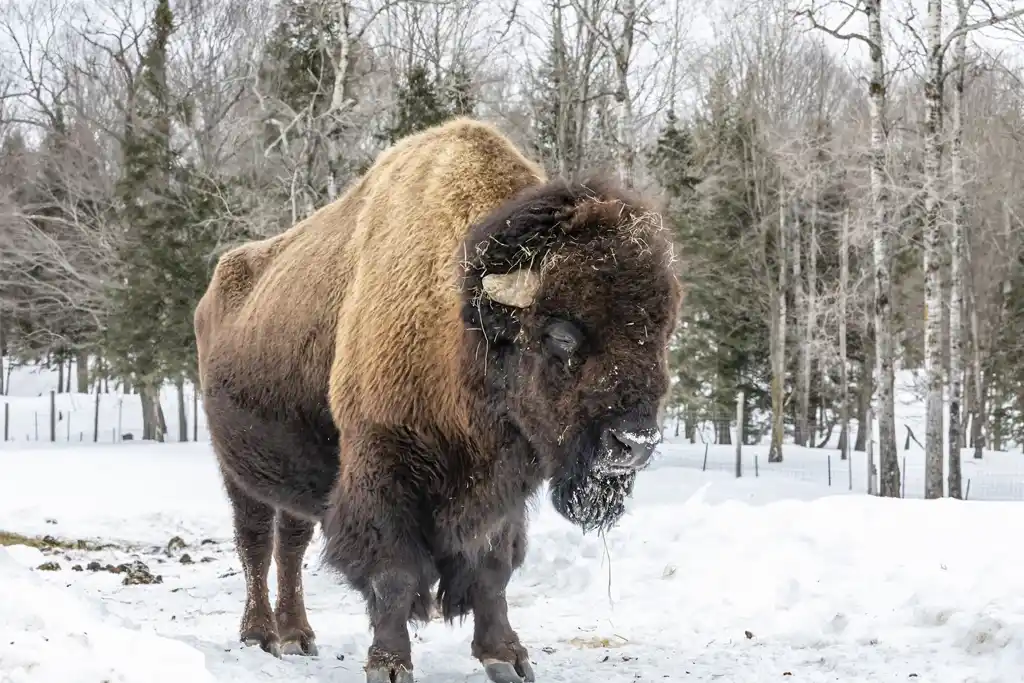 Parc Omega