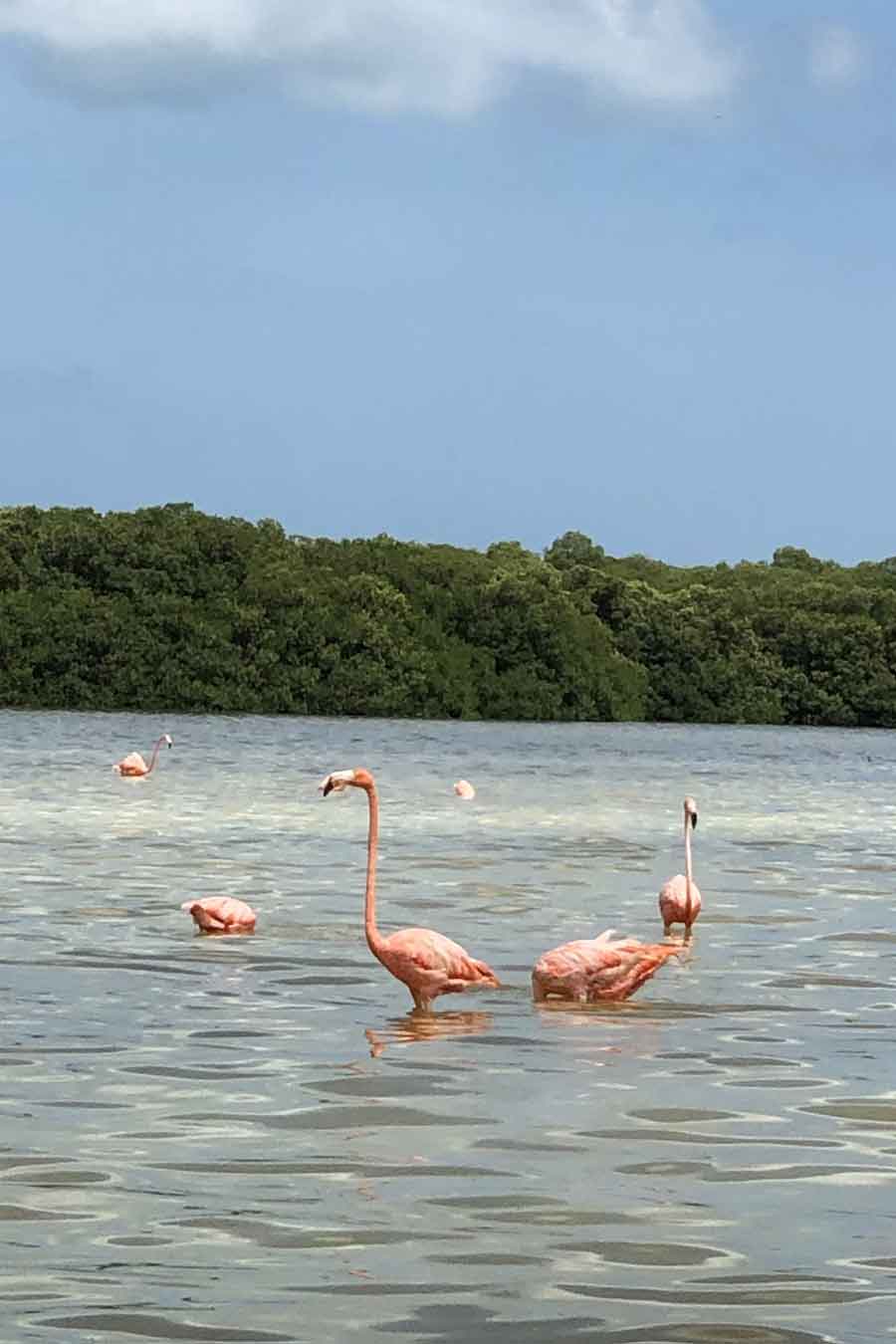 Península de Yucatán, dónde ir, comer y alojarse Los Flamencos De Celestun