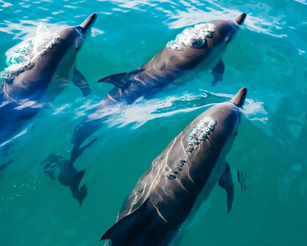 Observa Delfines En Un Catamaran
