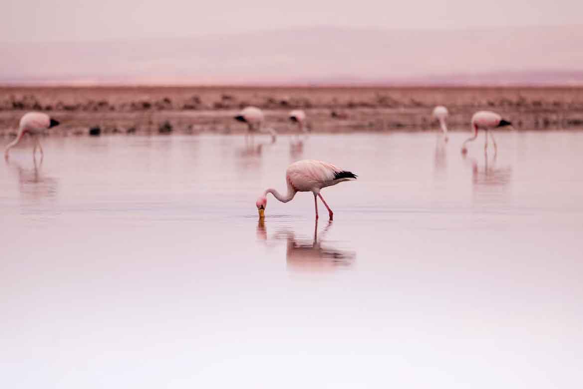 Reserva Nacional Los Flamencos