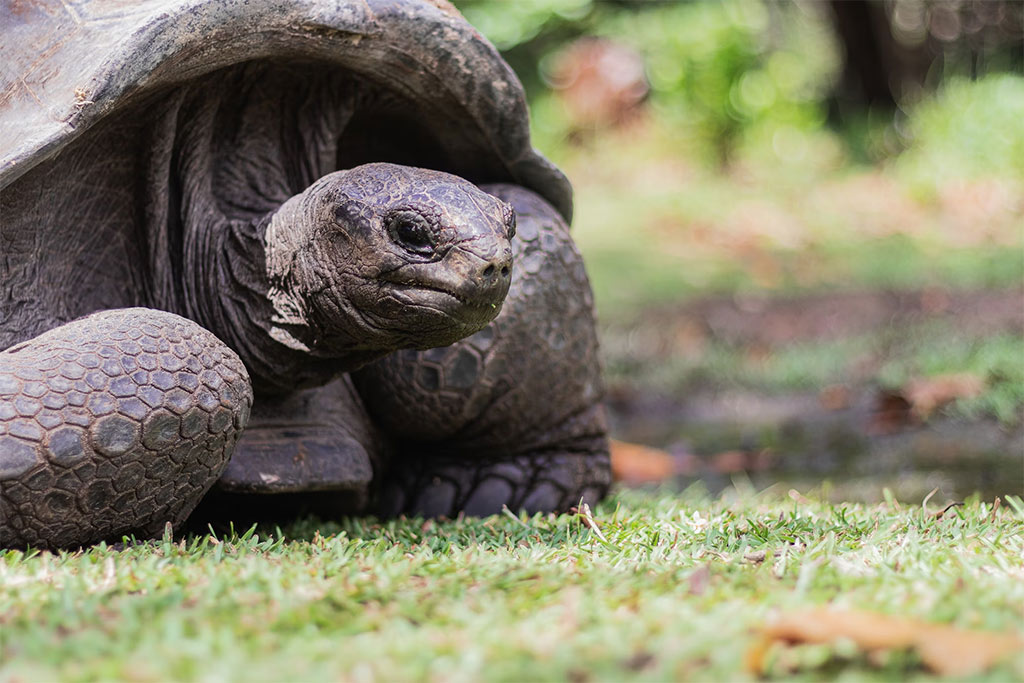 Vacaciones románticas en Seychelles Tortugas Gigantes De Las Seychelles