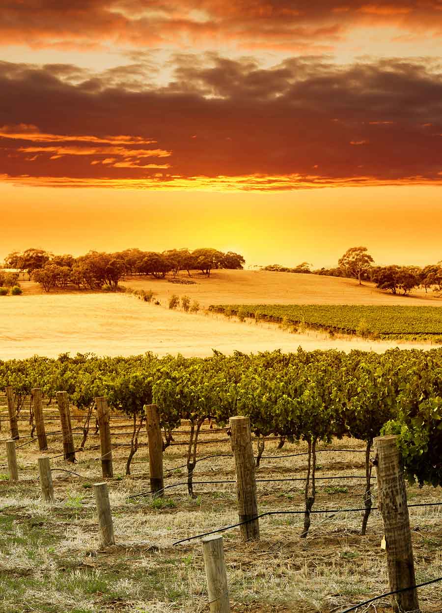 Historia Y Legado De Barossa