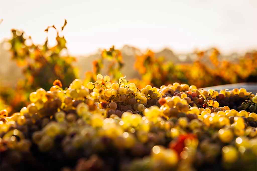 Variedades De Vino En Barossa