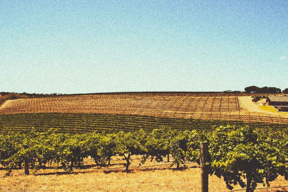 Vinos En El Valle De Barossa
