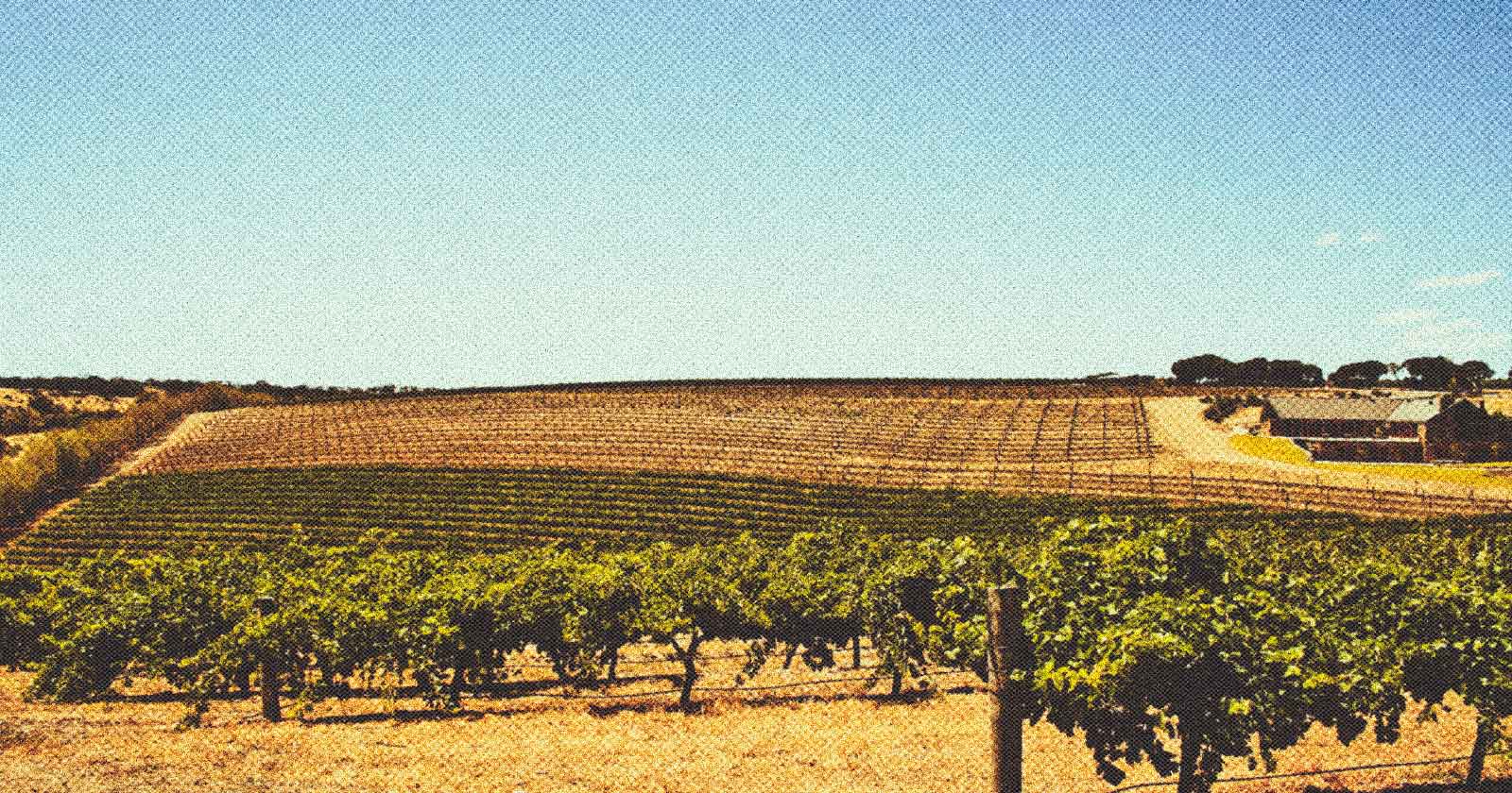 Vinos En El Valle De Barossa