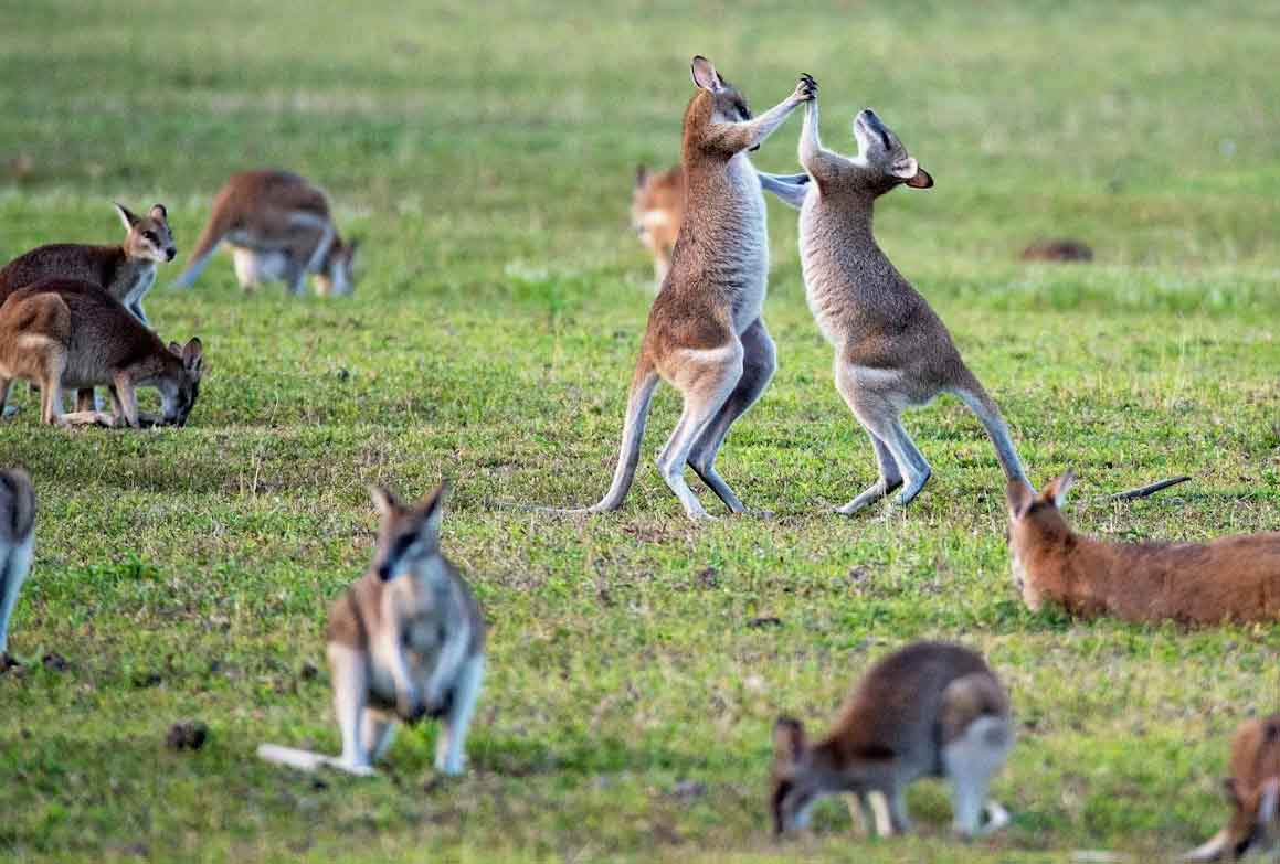 Parques nacionales en Australia, la guía completa con los 12 imprescindibles y consejos para tu ruta Consejos De Seguridad En Los Los Parques Nacionales En Australia