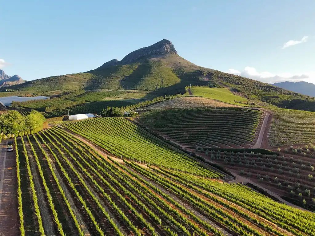 Cata De Vinos En Stellenbosch