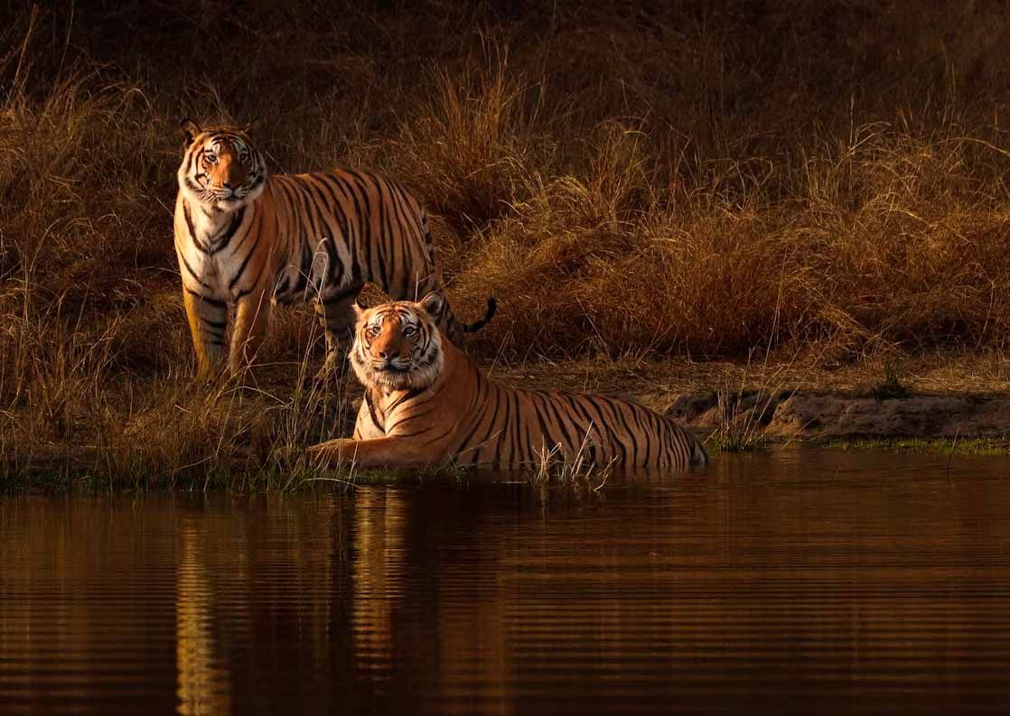Bandhavgarh National Park
