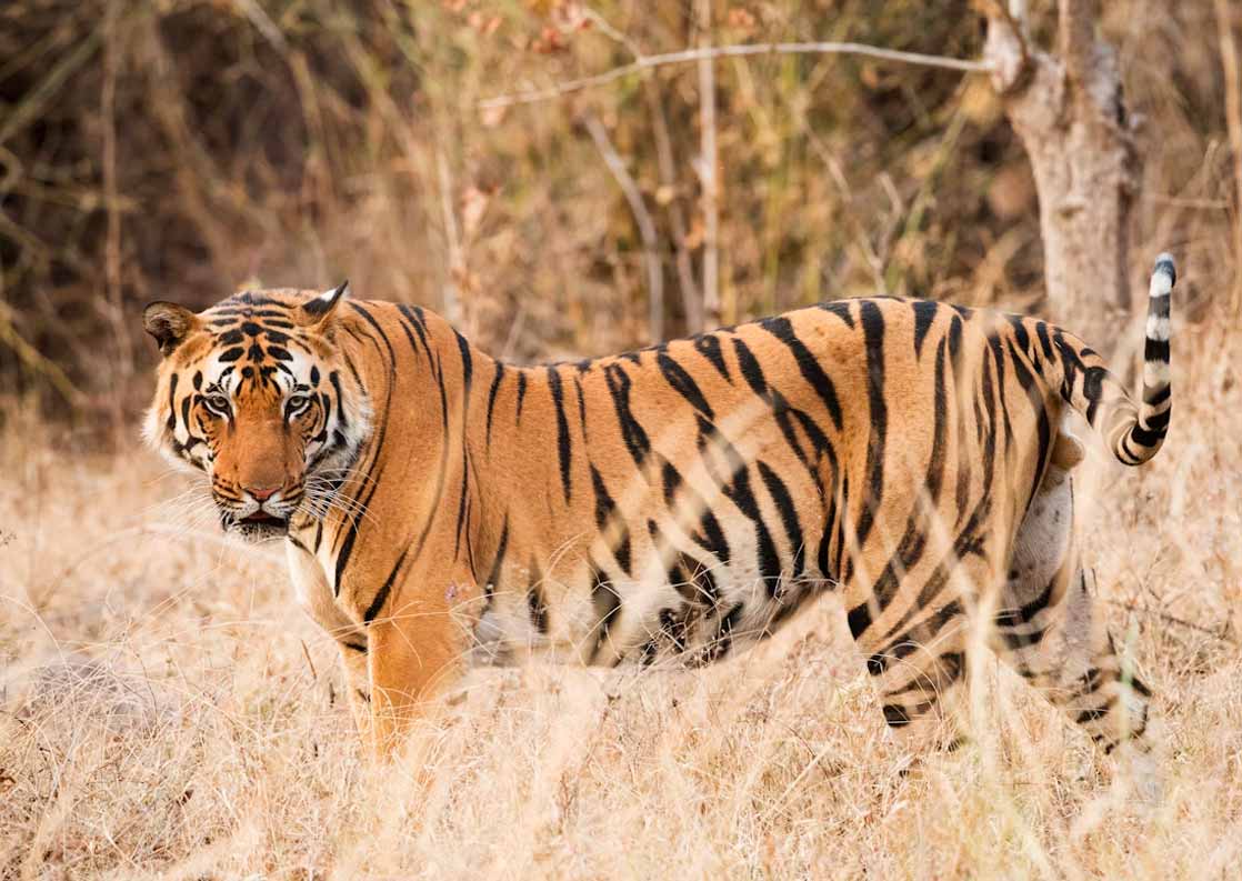 Kanha Kisli National Park
