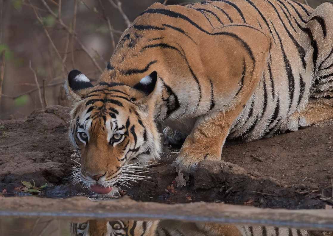 Pench National Park