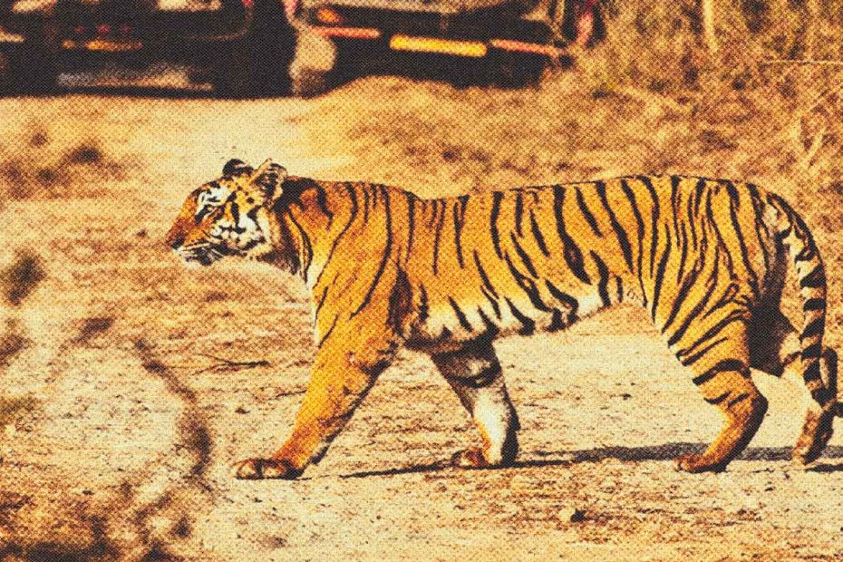 Safaris de Tigres en India: guía para ver el tigre de Bengala Safaris De Tigres En India