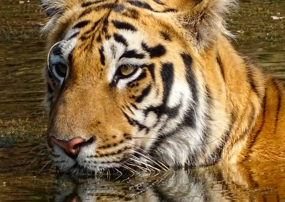 Tadoba National Park
