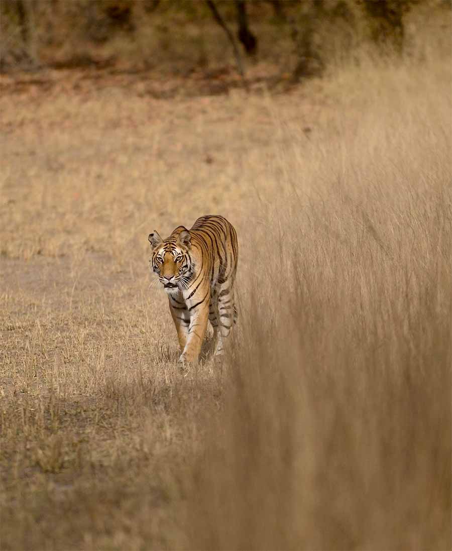 Elegir La India Para Tu Safari De Tigres