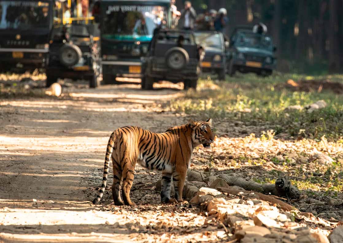Fotografia Safaris De Tigres En La India