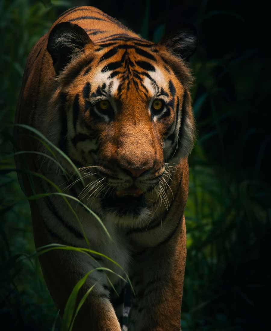 Fotografiar Tigres En India