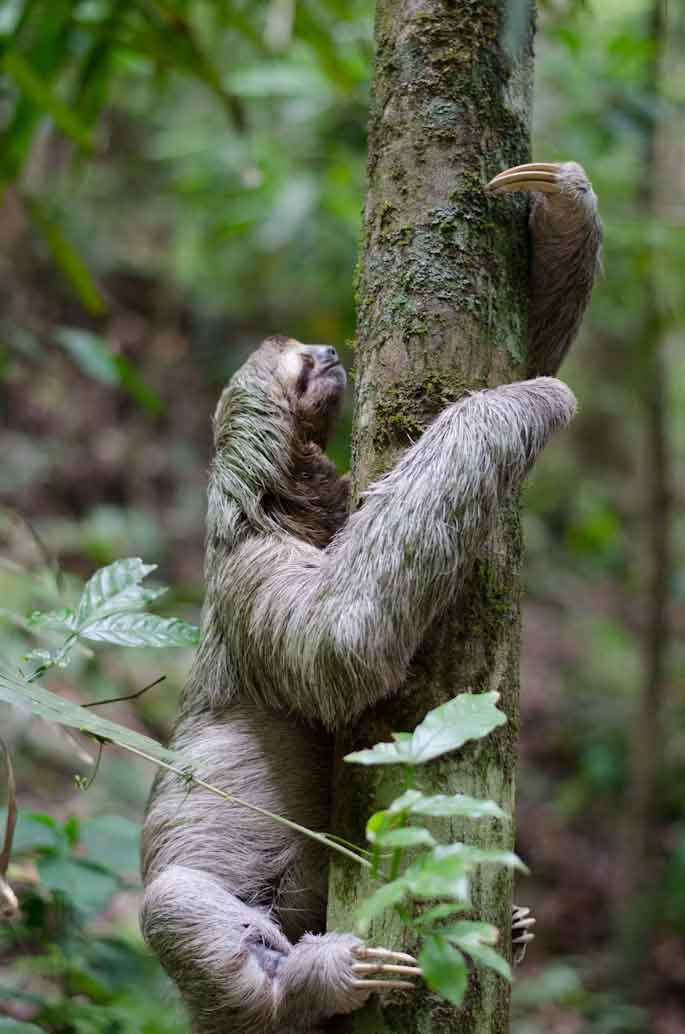 Guía de viaje a Costa Rica: planifica tu aventura de "Pura Vida" Perezoso Costa Rica