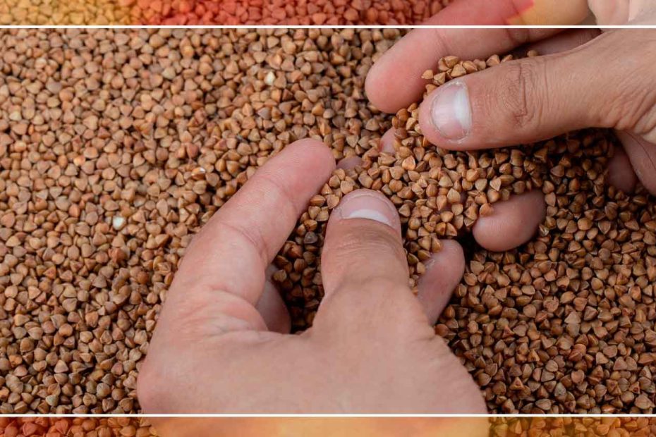 Beneficios de las semillas de cannabis Semilla Cannabis En Viajes