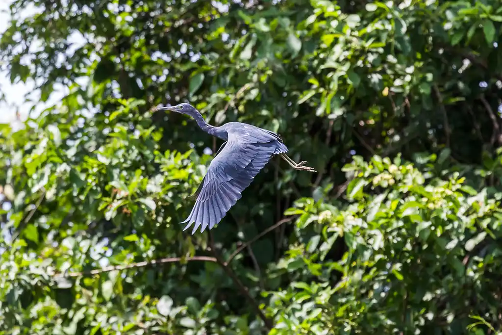 Parque Nacional Palo Verde