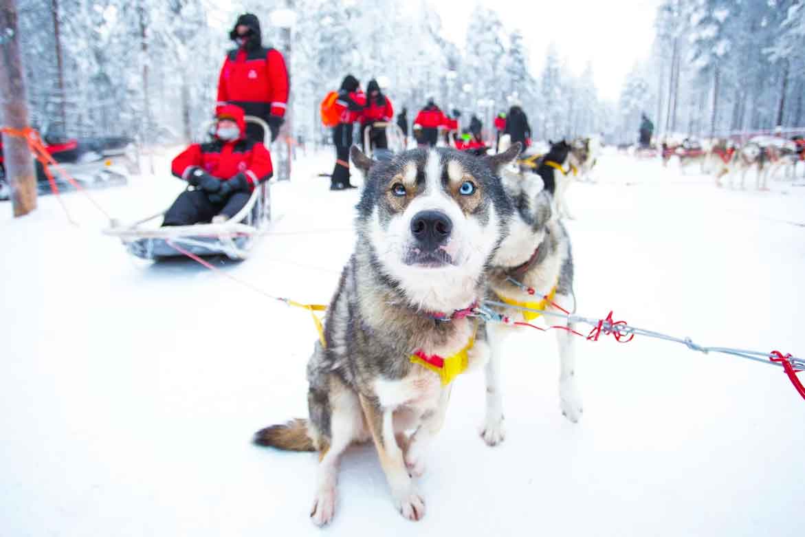 Qué hacer en Rovaniemi: la guía definitiva con magia, auroras y aventura ártica Aventura En Trineo De Perros Husky