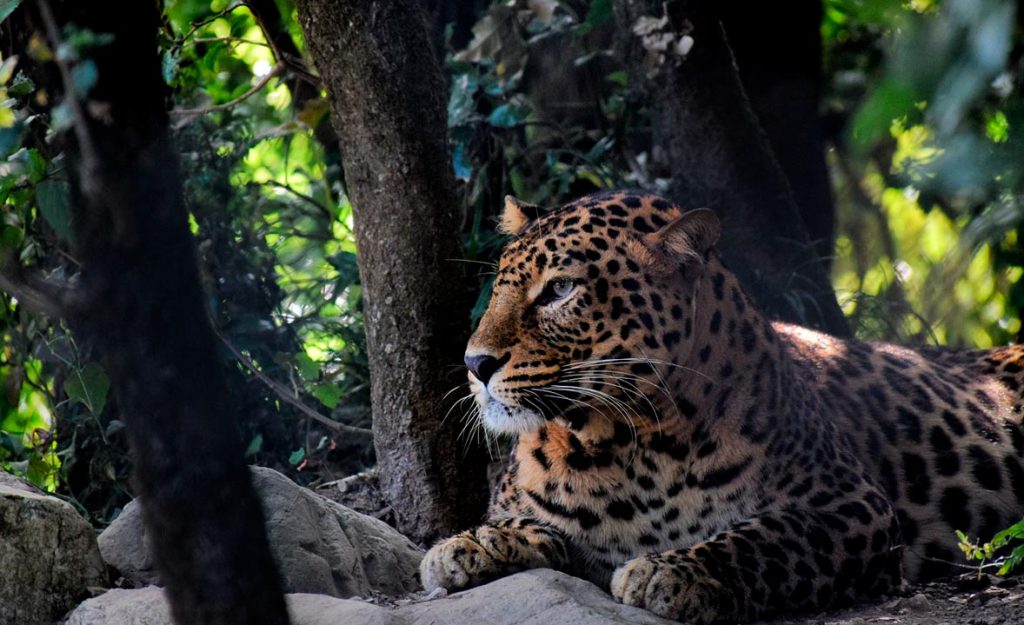 Destinos de viaje inolvidables en Uttarakhand Reserva de tigres de Corbett