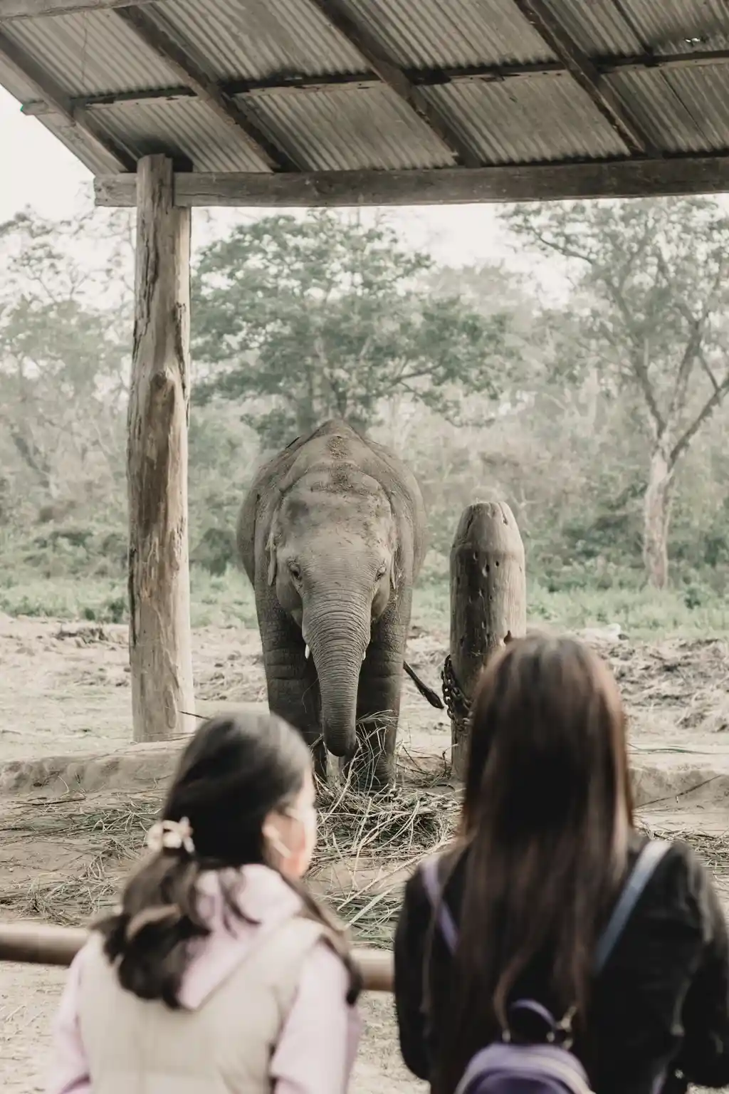 Guía de Viaje de Aventura a Nepal Parque Nacional Chitwan