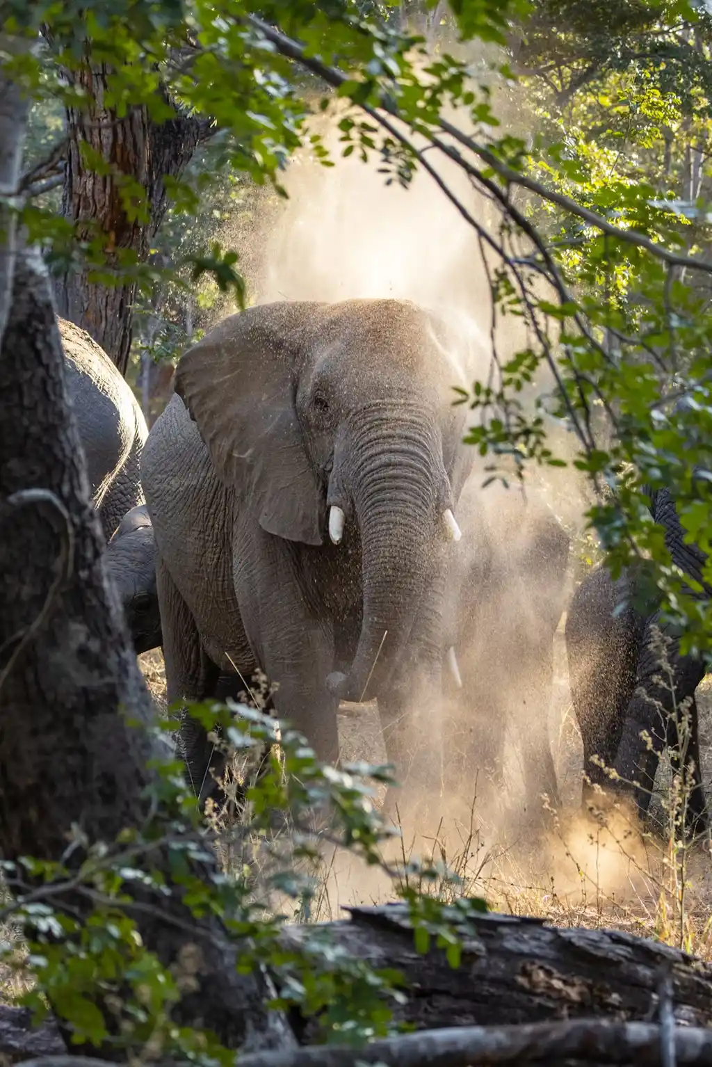 Parque Nacional Hwange