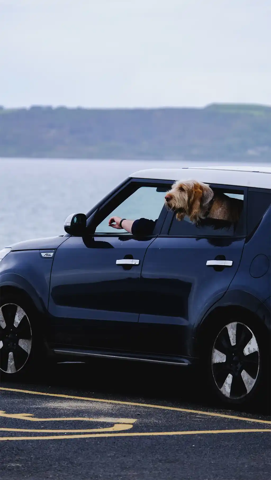 Viajar con Mascotas: Guía de transporte y alojamiento con tu fiel amigo Consejos Para Viajar Con Mascotas En Coche