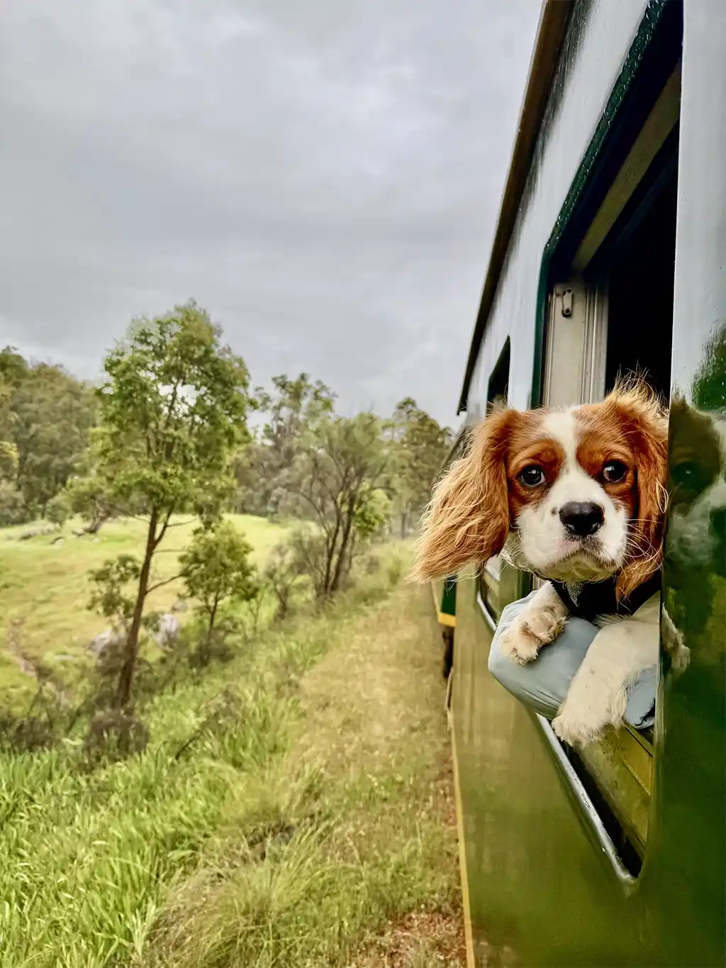 Viajar con Mascotas: Guía de transporte y alojamiento con tu fiel amigo Consejos Para Viajar Con Mascotas En Tren