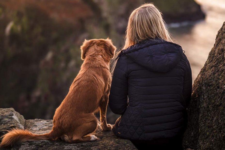 Guia Para Viajar Con Mascotas