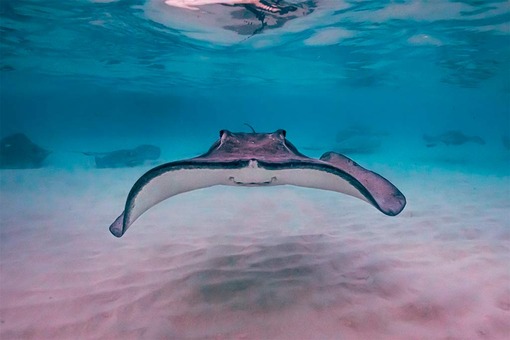 Stingray City Sandbar
