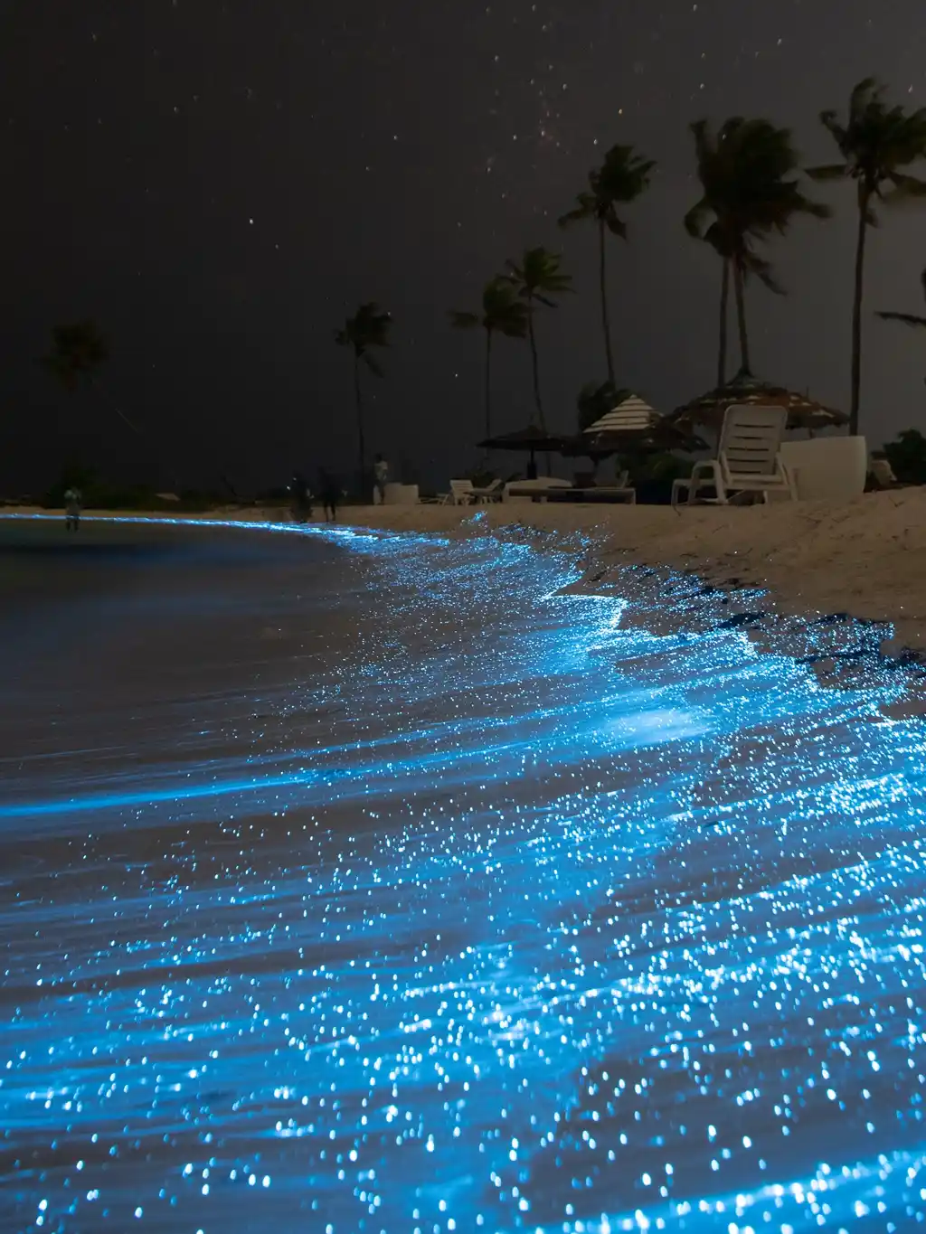 Ver El Fitooplancton Bioluminiscente