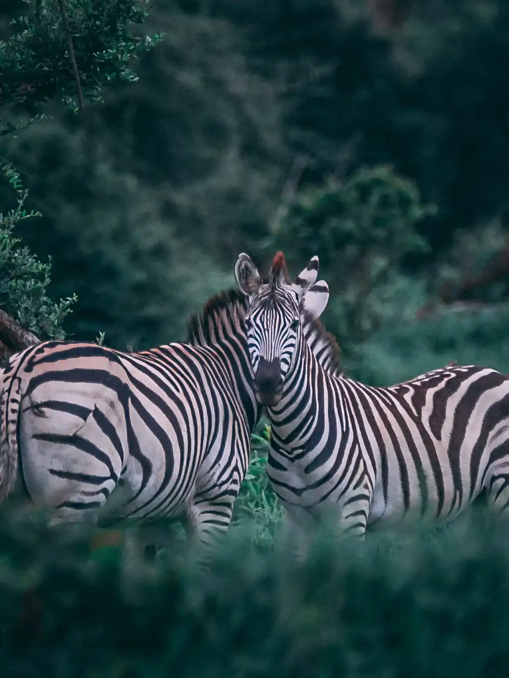 Parque Nacional de Chobe: Guía de Visita La vida salvaje en Chobe Cebras