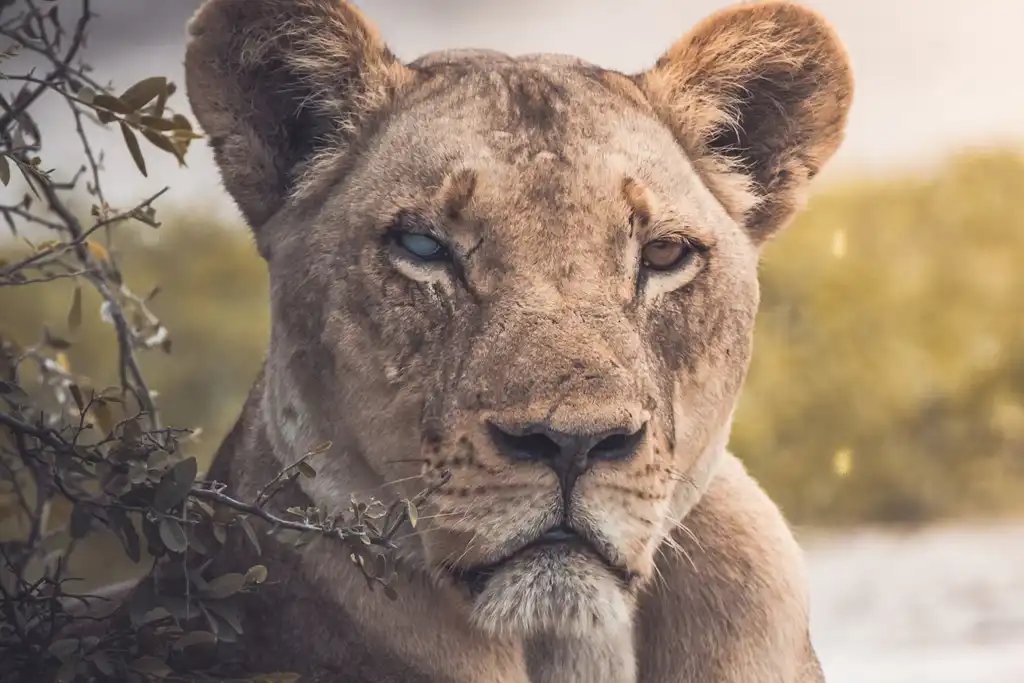 Parque Nacional de Chobe: Guía de Visita La vida salvaje en Chobe Leones
