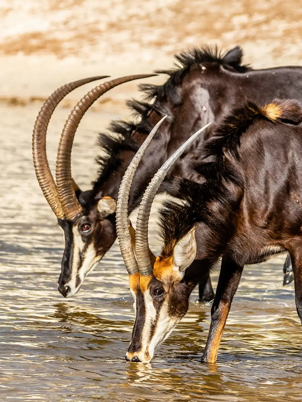Parque Nacional de Chobe: Guía de Visita Linyanti Wildlife Reserve