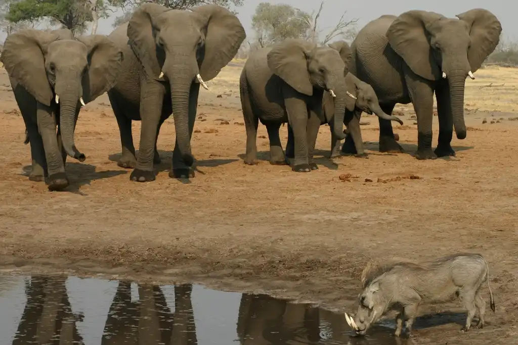 Parque Nacional de Chobe: Guía de Visita Pantano de Savuti