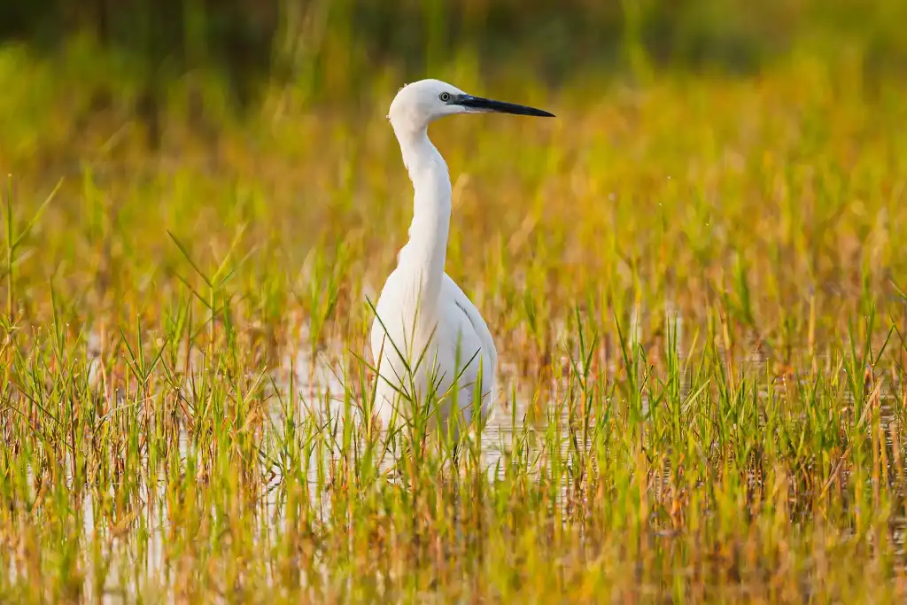 Parque Nacional de Chobe: Guía de Visita Paraíso para observación de aves