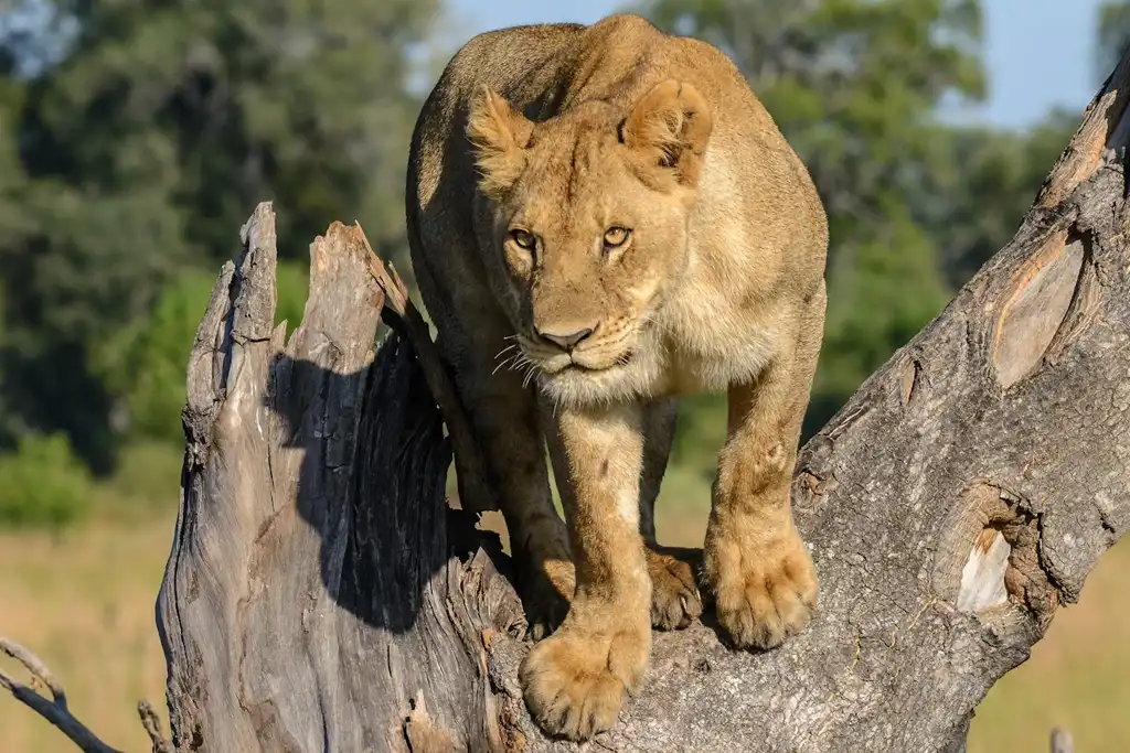 Parque Nacional de Chobe: Guía de Visita Parque Nacional de Chobe Cuando Ir