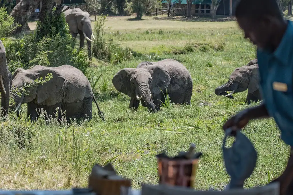Parque Nacional de Chobe: Guía de Visita Salud y Seguridad en el Parque Nacional de Chobe