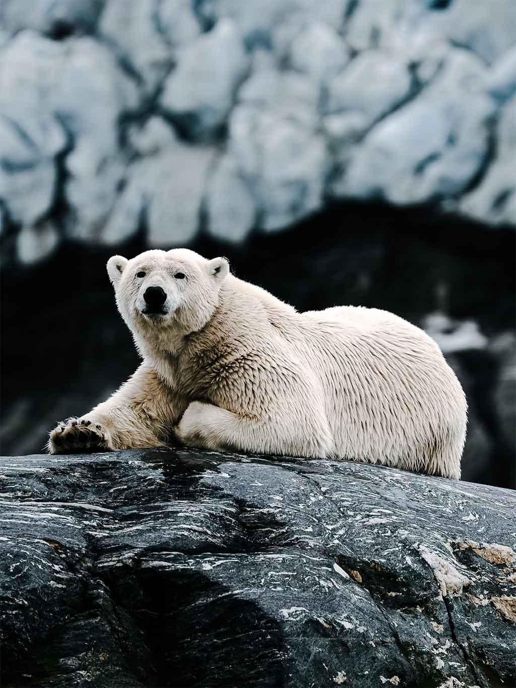Osos Polares En Svalbard