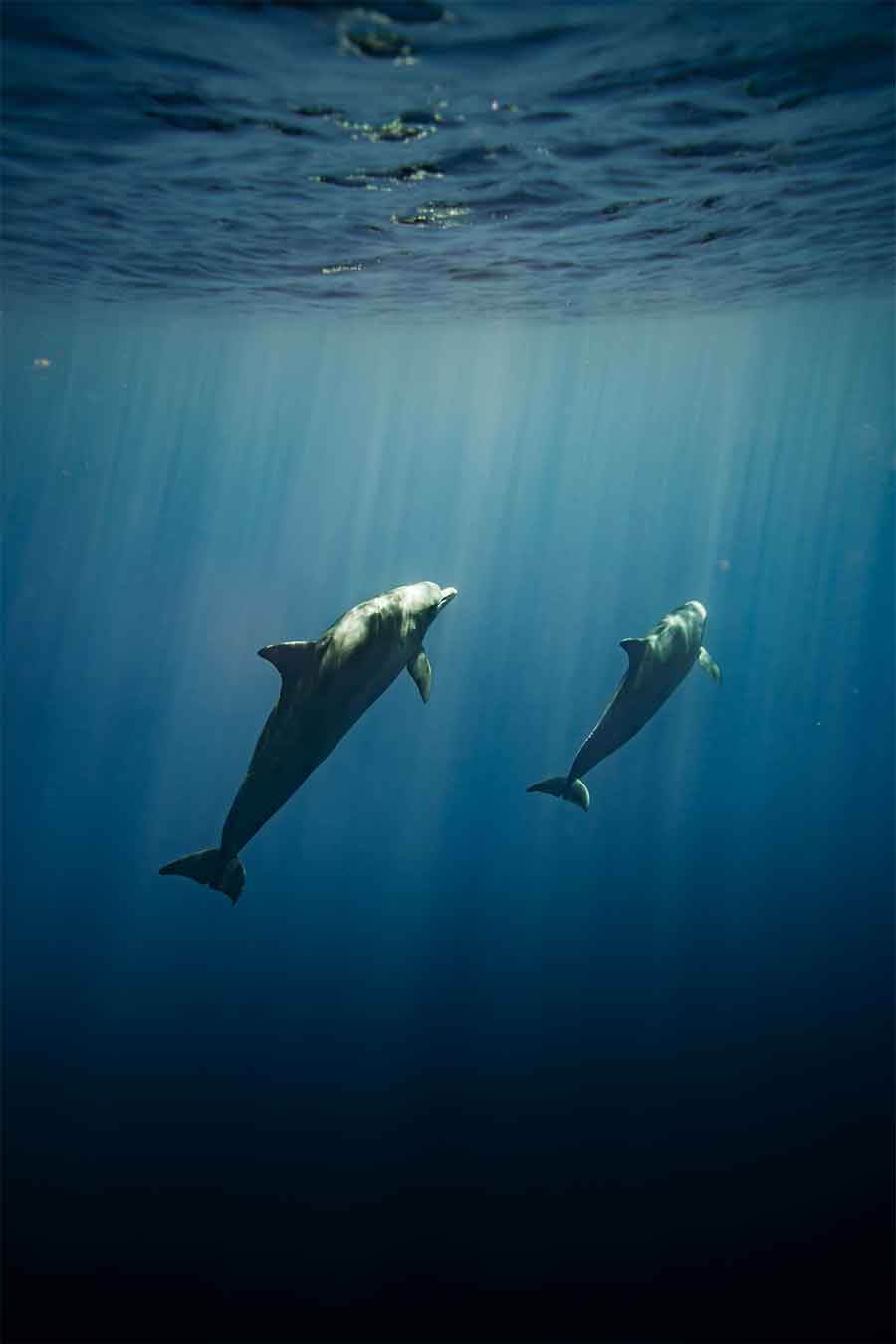 Buceo en Lanzarote, el lugar donde es una experiencia superior Que Necesito Para Bucear En Lanzarote