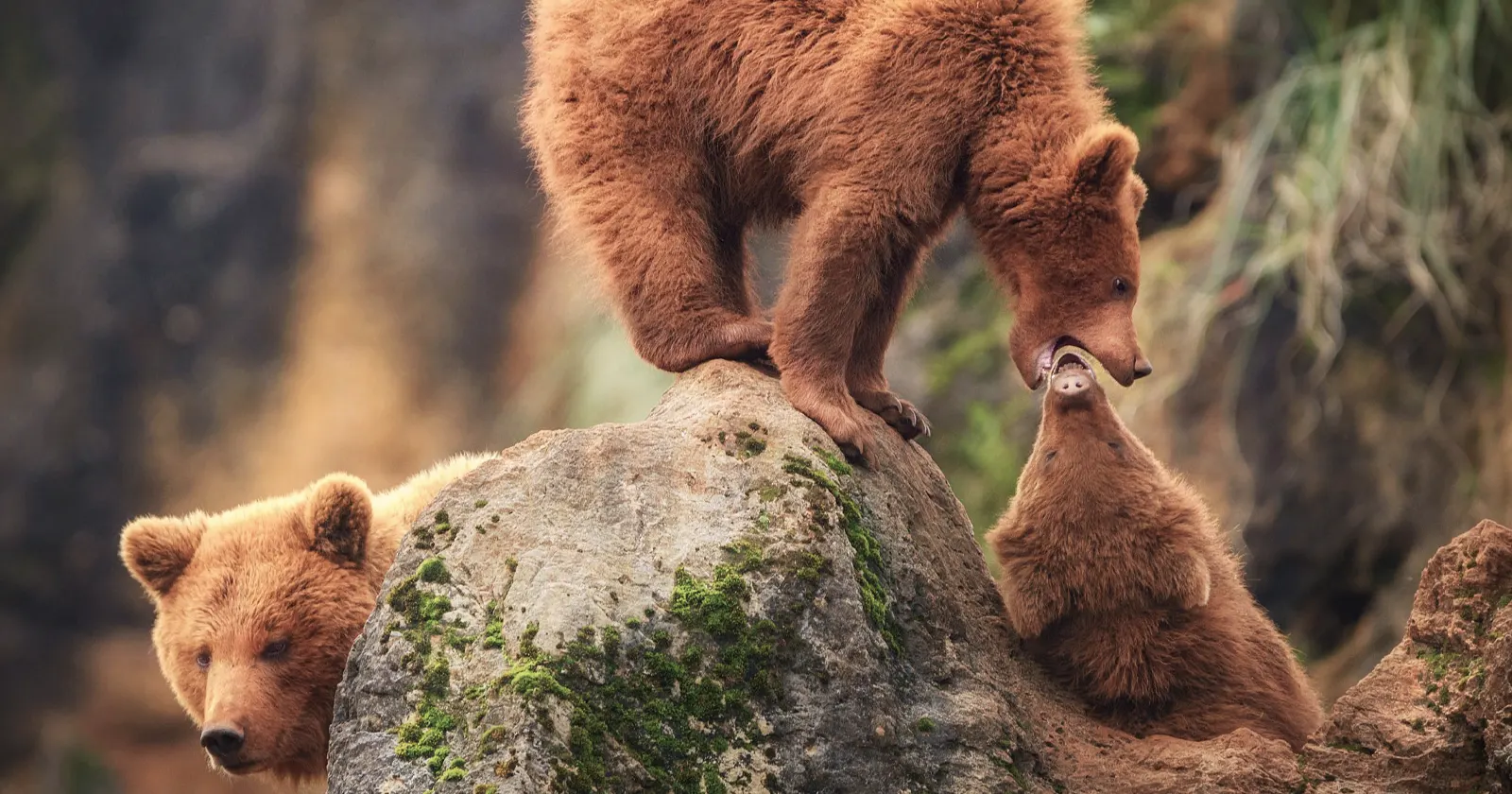 El Parque de Cabárceno, animales en plena naturaleza El Parque de Cabárceno Cantabria