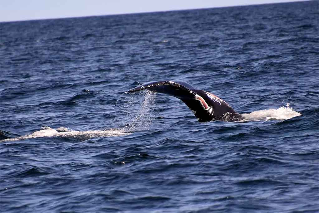 Observacion De Ballenas En El Arco