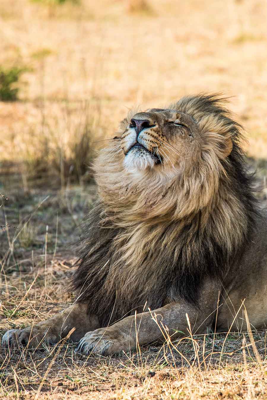 Guía para organizar el mejor safari en África y elegir el parque perfecto Cinco Grandes Big Five