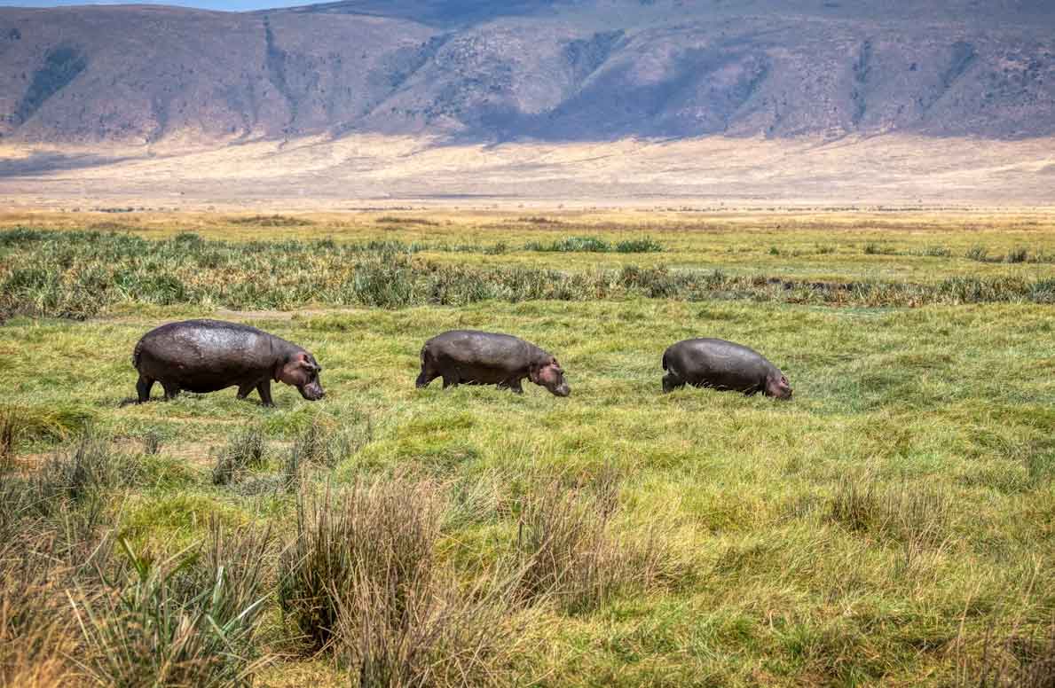 Guía para organizar el mejor safari en África y elegir el parque perfecto Ngorongoro Tanzania