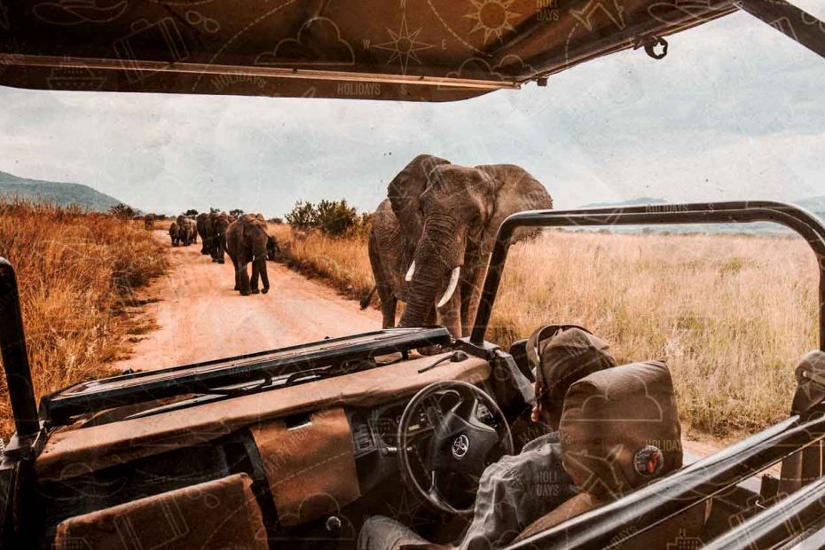 Mejor Safari Africa
