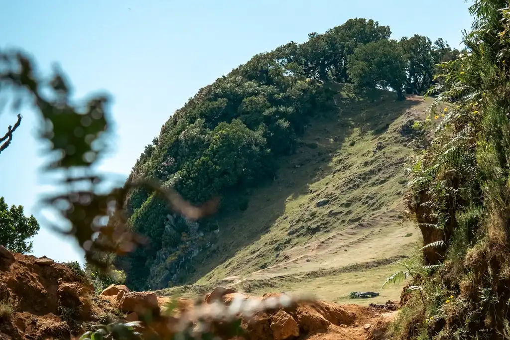 Madeira, qué ver y hacer en la maravilla de Portugal Bosque de Fanal