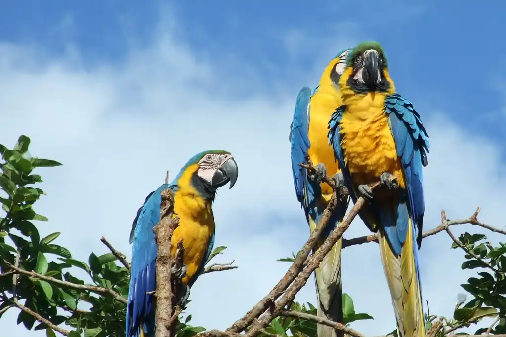 Canaima Parque Nacional: Guía de Viaje Guacamayos Laguna de Canaima