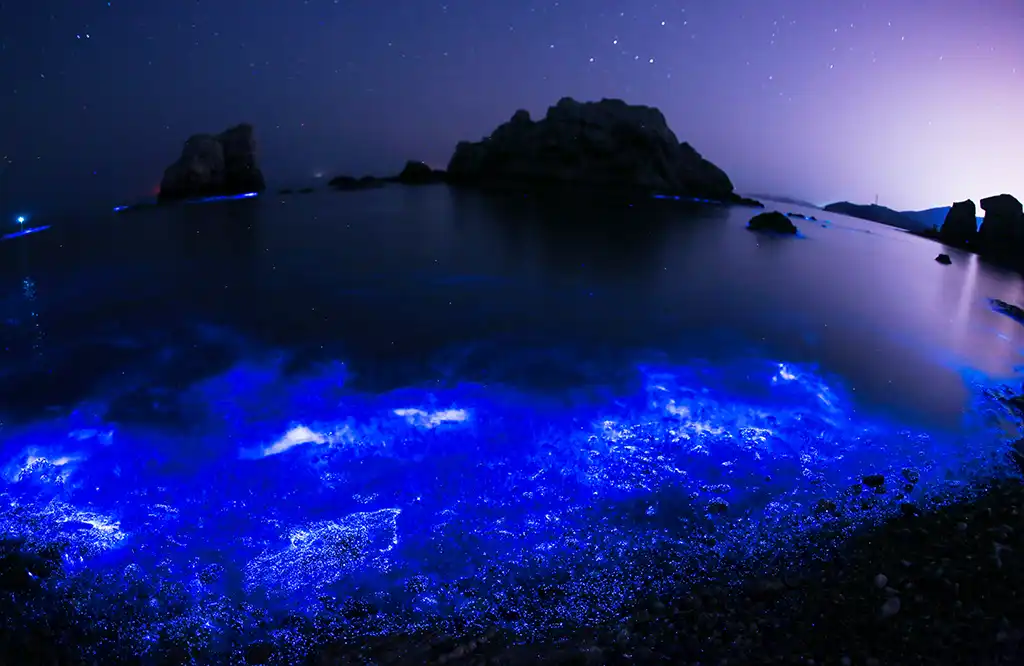 Bioluminiscencia En Puerto Escondido