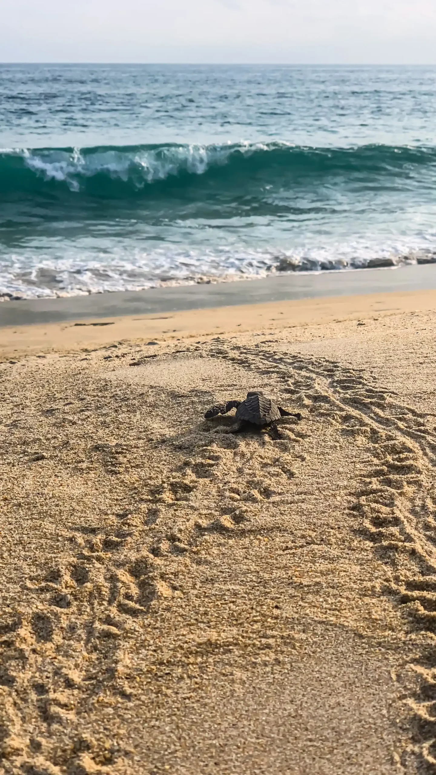 Liberacion De Tortugas En Playa Colotepec